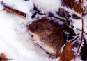 Microtus arvalis